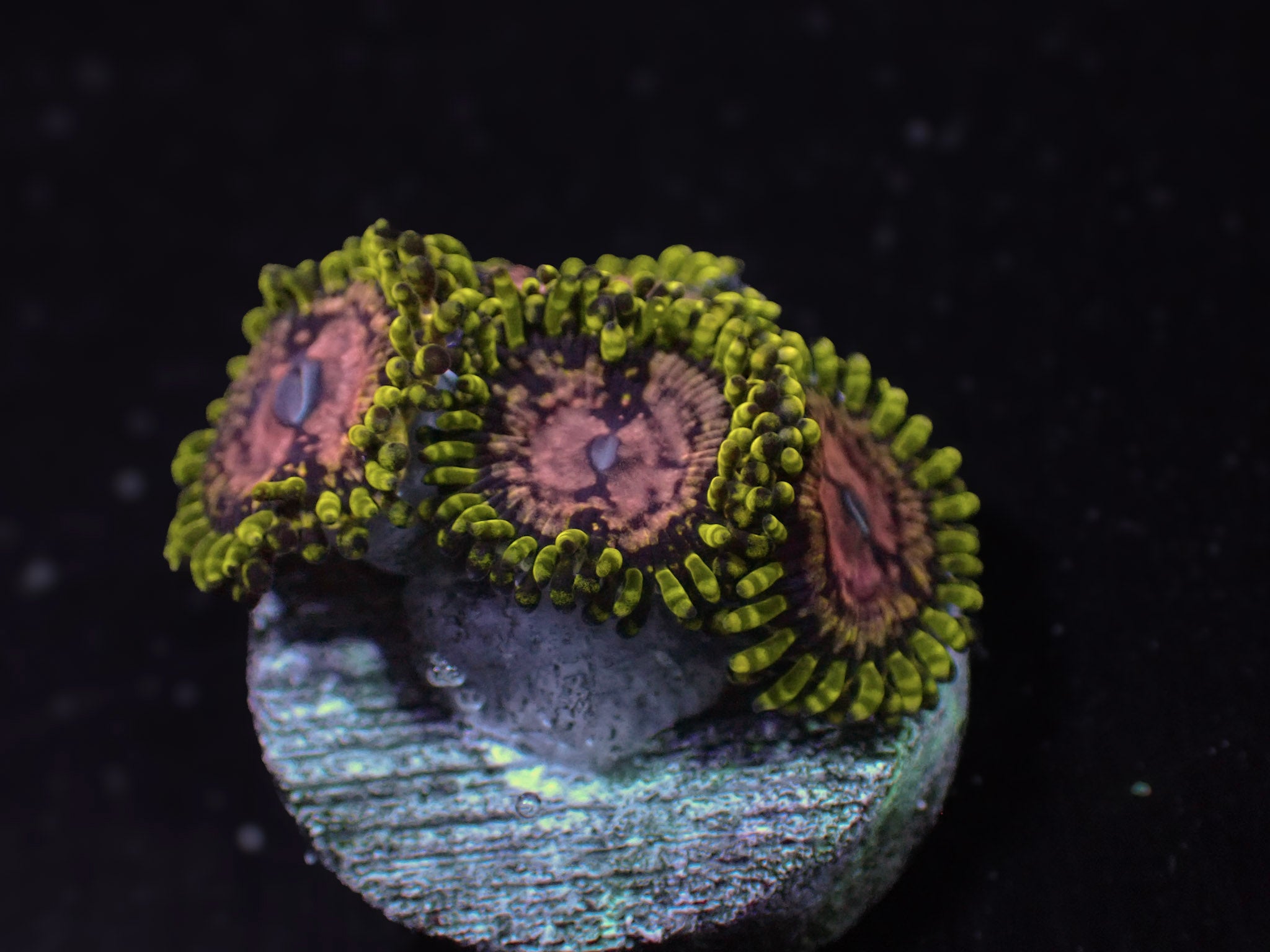 Purple Monster Zoa