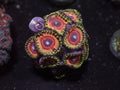 Rainbow Zoa
