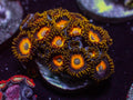 Scrambled Egg Zoa