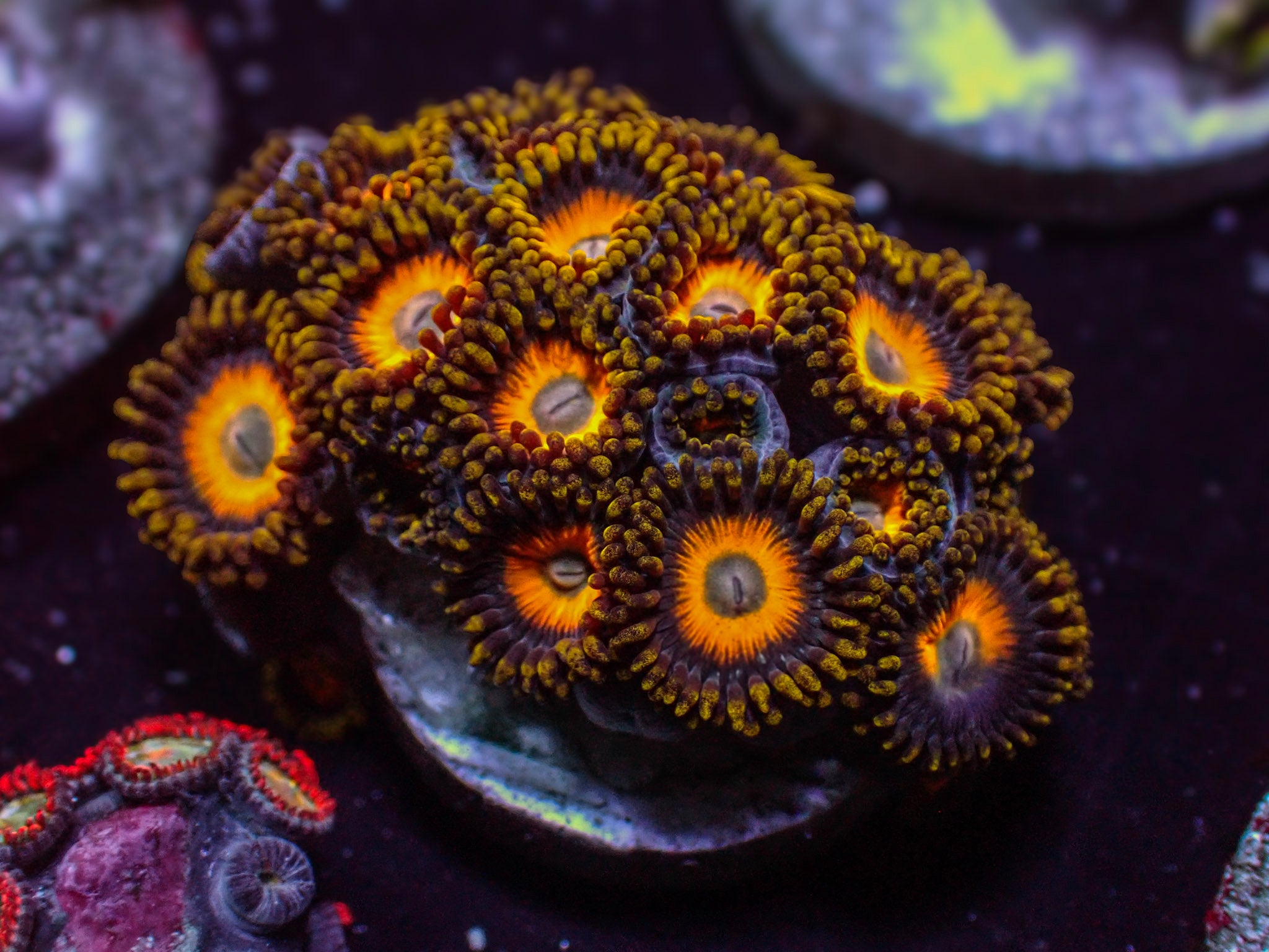 Scrambled Egg Zoa