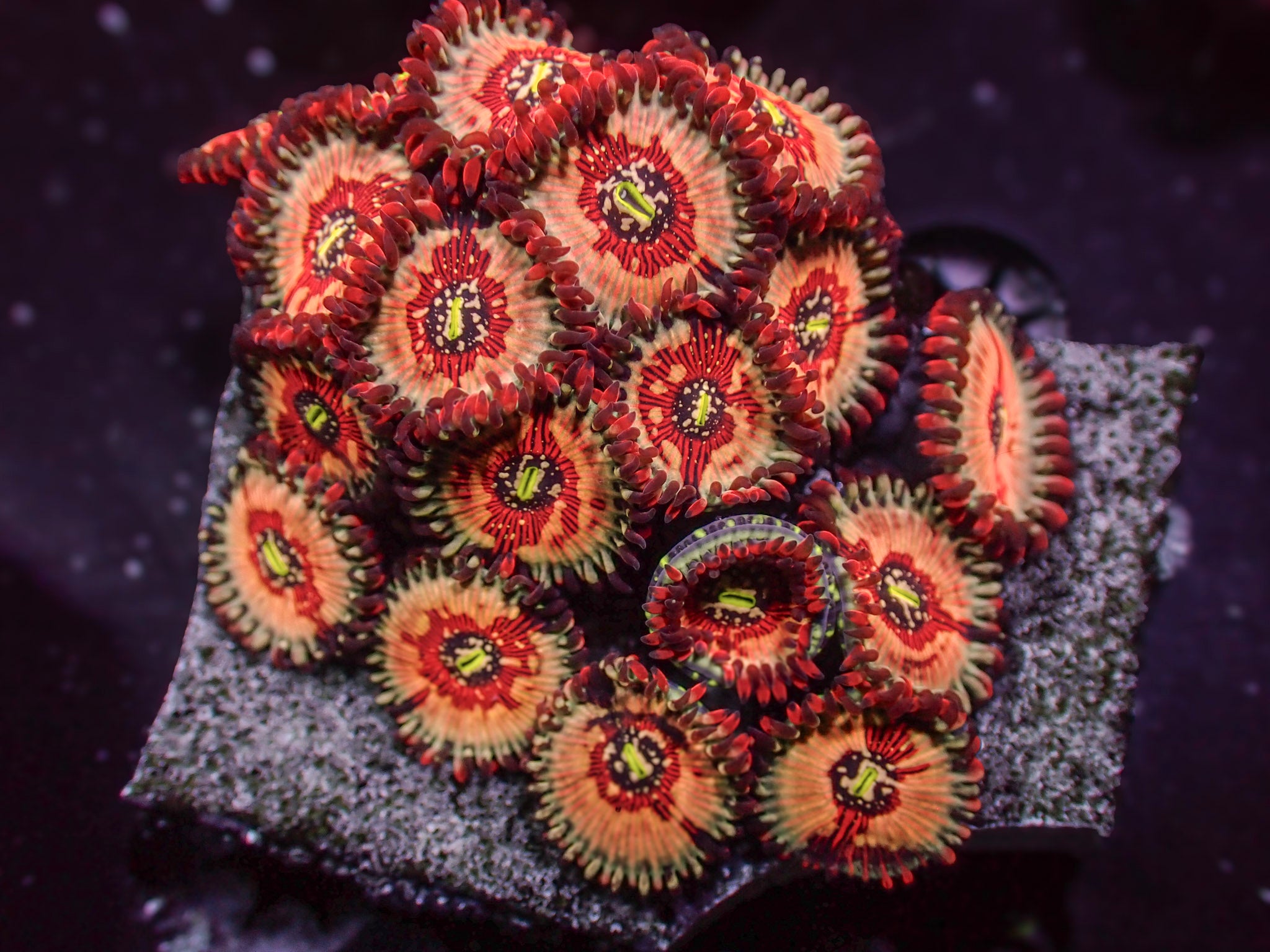 White Zombie Zoa