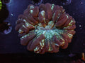 Zombie Acantho - WYSIWYG 167
